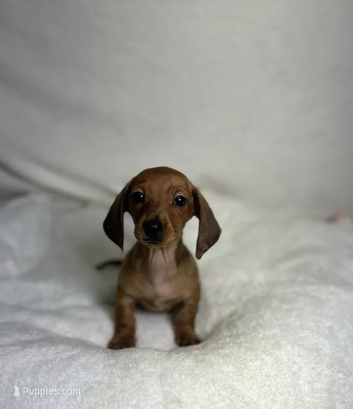 Milo – Miniature Dachshund puppy for sale in Wrens, GA