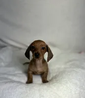Milo, a male Miniature Dachshund for sale in Wrens, GA – 1 of 5