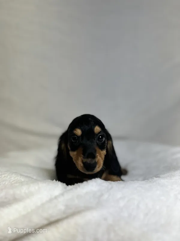 Remy – Miniature Dachshund puppy for sale in Wrens, GA