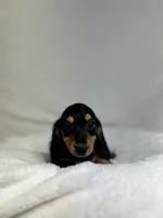Remy, a female Miniature Dachshund for sale in Wrens, GA – 1 of 4
