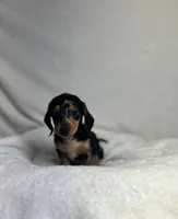 Diamond , a female Miniature Dachshund for sale in Wrens, GA – 1 of 4