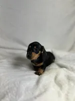 Waylon , a male Miniature Dachshund for sale in Wrens, GA – 5 of 5