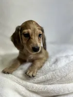 Cash, a male Miniature Dachshund for sale in Wrens, GA – 1 of 4