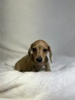 Peaches, a female Miniature Dachshund for sale in Wrens, GA – 3 of 5