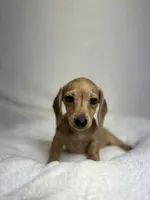 Peaches, a female Miniature Dachshund for sale in Wrens, GA – 5 of 5