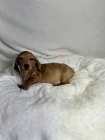 Ruger, a male Miniature Dachshund for sale in Wrens, GA – 2 of 3