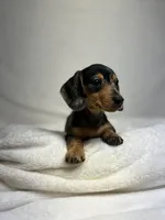 Daisy, a female Miniature Dachshund for sale in Wrens, GA – 1 of 8