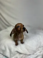 Milo, a male Miniature Dachshund for sale in Wrens, GA – 2 of 5