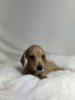 Honey, a female Miniature Dachshund for sale in Wrens, GA – 3 of 3