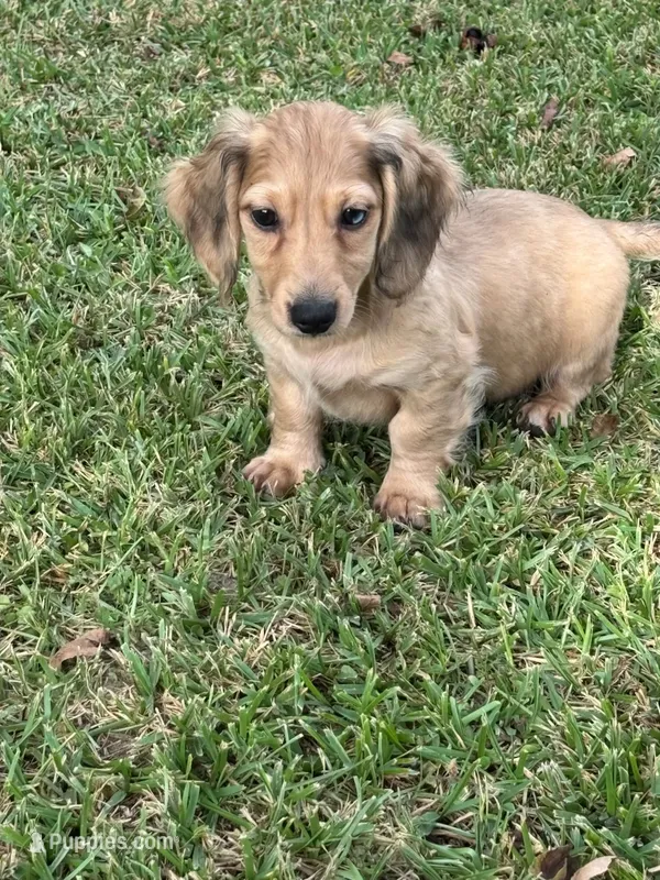 Cash – Miniature Dachshund puppy for sale in Wrens, GA