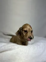 Cash, a male Miniature Dachshund for sale in Wrens, GA – 4 of 4