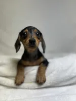 Daisy, a female Miniature Dachshund for sale in Wrens, GA – 7 of 8