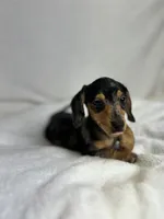 Daisy, a female Miniature Dachshund for sale in Wrens, GA – 8 of 8