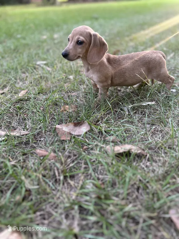Peaches – Miniature Dachshund puppy for sale in Wrens, GA