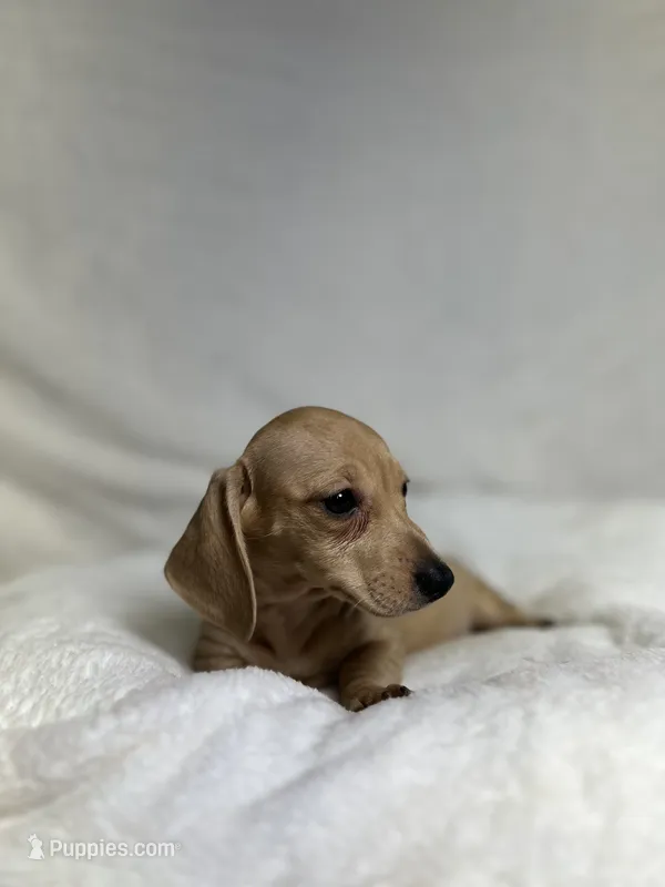 Honey – Miniature Dachshund puppy for sale in Wrens, GA