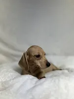 Honey, a female Miniature Dachshund for sale in Wrens, GA – 1 of 3