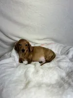 Ruger, a male Miniature Dachshund for sale in Wrens, GA – 3 of 3