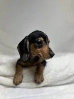 Daisy, a female Miniature Dachshund for sale in Wrens, GA – 6 of 8