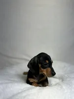 Waylon , a male Miniature Dachshund for sale in Wrens, GA – 3 of 5