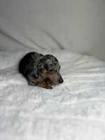 Twinkie, a female Miniature Dachshund for sale in Wrens, GA – Photo 4 of 4