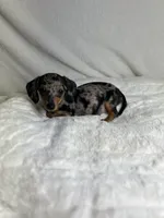 Twinkie, a female Miniature Dachshund for sale in Wrens, GA – Photo 1 of 4