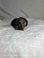 Twinkie, a female Miniature Dachshund for sale in Wrens, GA – Photo 3 of 4