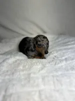 Twinkie, a female Miniature Dachshund for sale in Wrens, GA – Photo 2 of 4