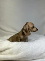 Peaches, a female Miniature Dachshund for sale in Wrens, GA – 4 of 5