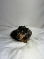 Daisy, a female Miniature Dachshund for sale in Wrens, GA – 3 of 8