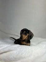 Daisy, a female Miniature Dachshund for sale in Wrens, GA – 2 of 8