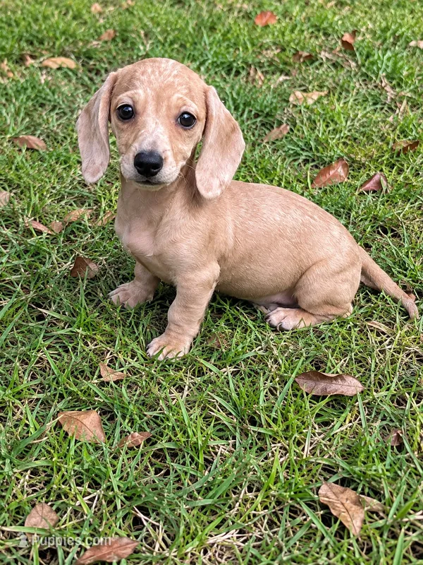 Honey – Miniature Dachshund puppy for sale in Wrens, GA