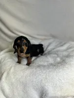 Diamond , a female Miniature Dachshund for sale in Wrens, GA – 2 of 4