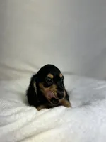 Remy, a female Miniature Dachshund for sale in Wrens, GA – 4 of 4