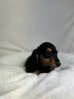 Remy, a female Miniature Dachshund for sale in Wrens, GA – 2 of 4