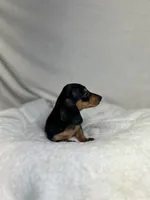 Diamond , a female Miniature Dachshund for sale in Wrens, GA – 4 of 4