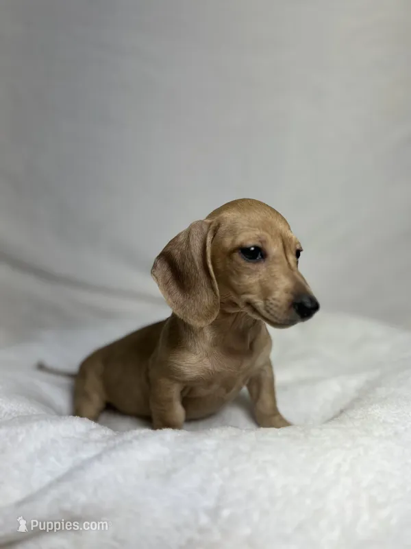Peaches – Miniature Dachshund puppy for sale in Wrens, GA