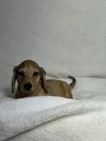 Cash, a male Miniature Dachshund for sale in Wrens, GA – 3 of 4