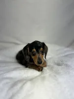 Daisy, a female Miniature Dachshund for sale in Wrens, GA – 5 of 8