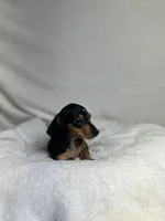 Diamond , a female Miniature Dachshund for sale in Wrens, GA – 3 of 4