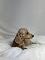 Honey, a female Miniature Dachshund for sale in Wrens, GA – 2 of 3