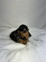 Daisy, a female Miniature Dachshund for sale in Wrens, GA – 4 of 8