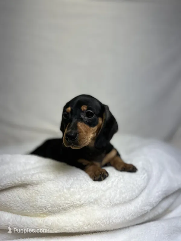Waylon  – Miniature Dachshund puppy for sale in Wrens, GA