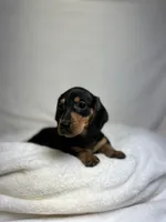 Waylon , a male Miniature Dachshund for sale in Wrens, GA – 1 of 5