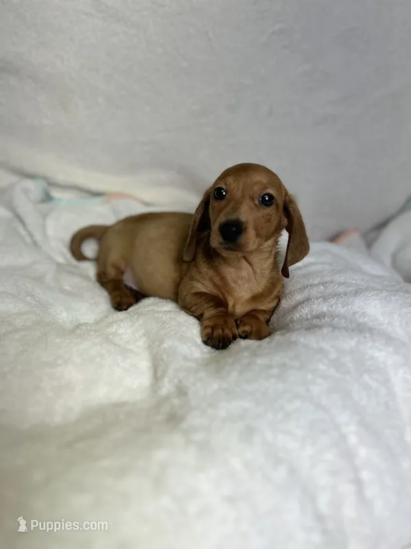 Ruger – Miniature Dachshund puppy for sale in Wrens, GA