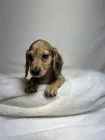 Cash, a male Miniature Dachshund for sale in Wrens, GA – 2 of 4