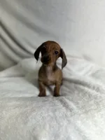 Milo, a male Miniature Dachshund for sale in Wrens, GA – 5 of 5