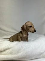 Peaches, a female Miniature Dachshund for sale in Wrens, GA – 2 of 5