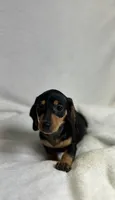 Waylon , a male Miniature Dachshund for sale in Wrens, GA – 2 of 5