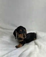 Waylon , a male Miniature Dachshund for sale in Wrens, GA – 4 of 5