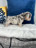 Bear , a male French Bulldog for sale in Miami, FL – 2 of 10